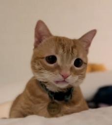 Nacho
