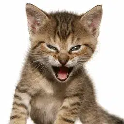 KITTY