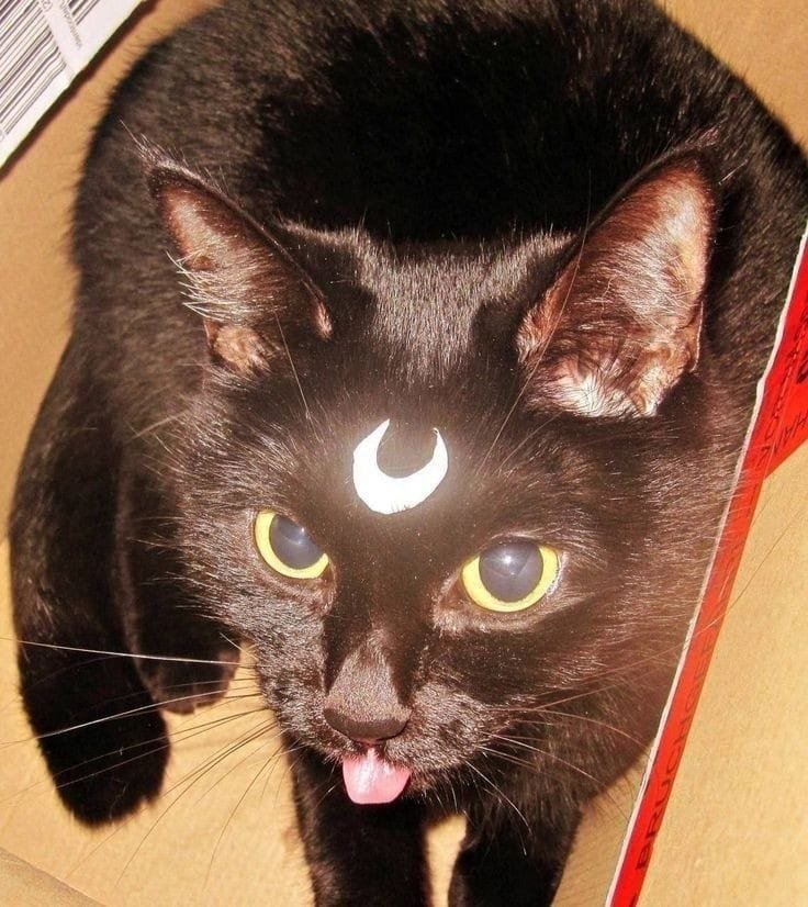 MOONCAT
