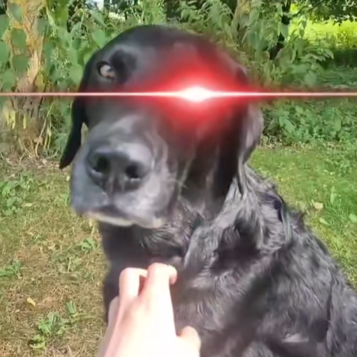 SOYDOG