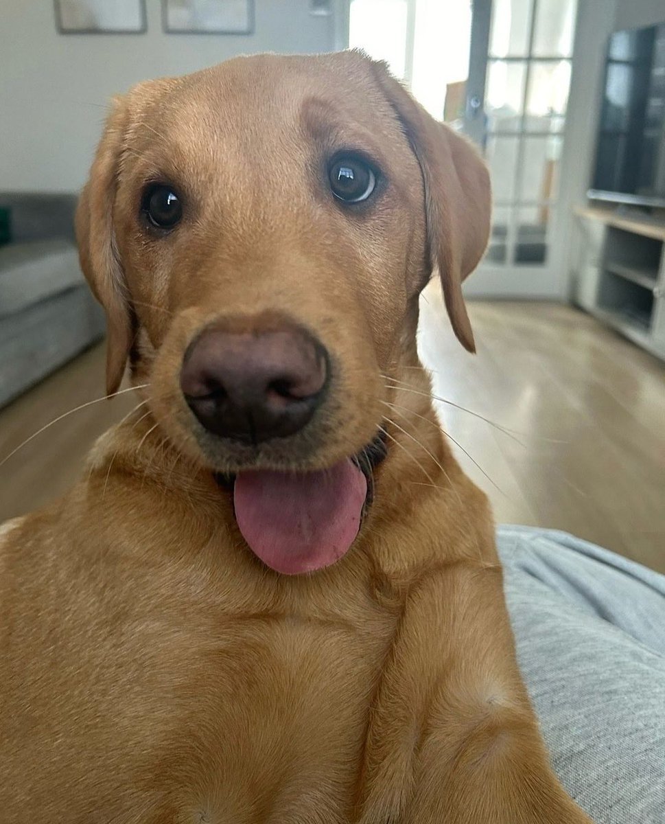 Benji
