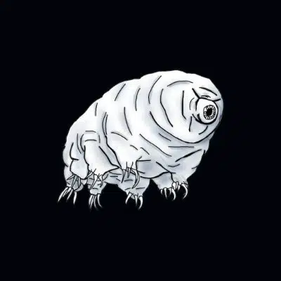 Tardigrade
