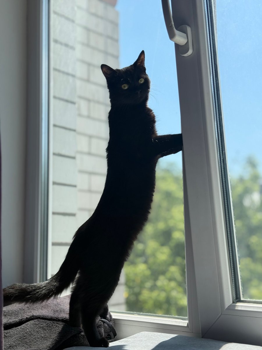 LONGCAT