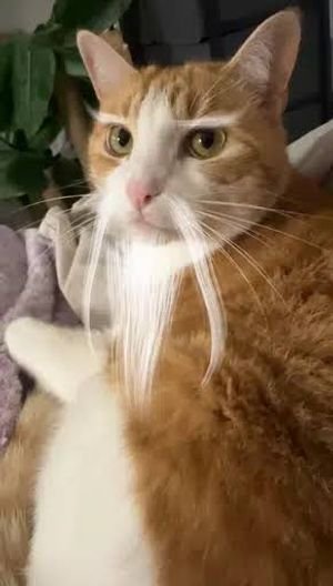 MEOWGI