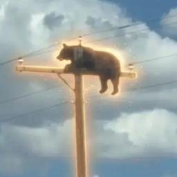 Yogi