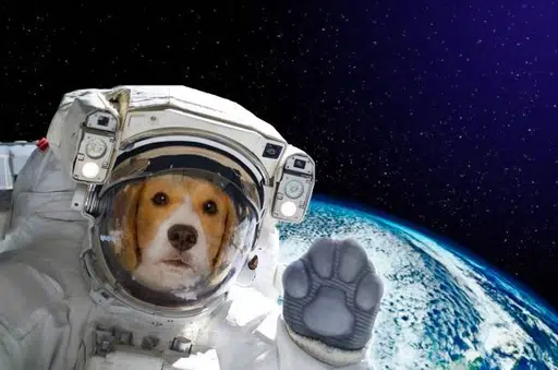 Spacedog