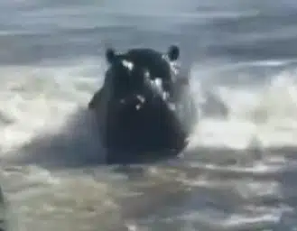 HIPPO