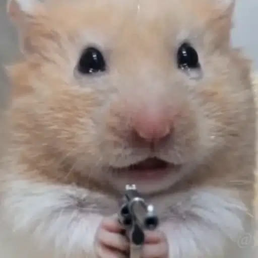 hammy