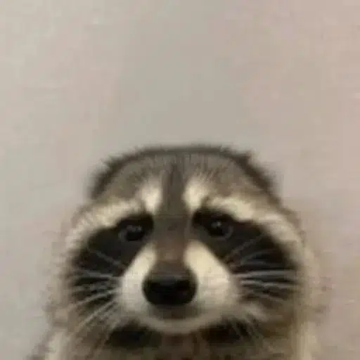 coon