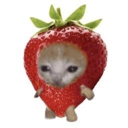 Gatitoo