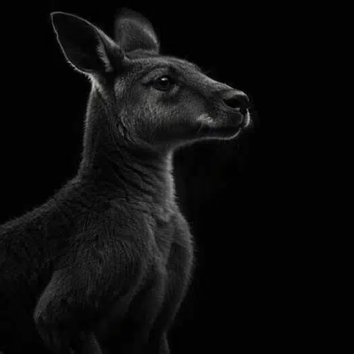 Kangaroo