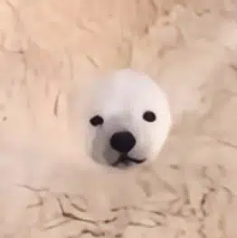 bear²