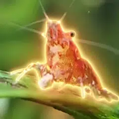 Shrimothy