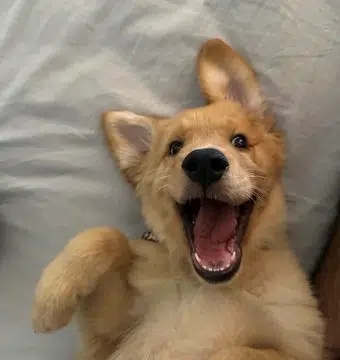 NALA