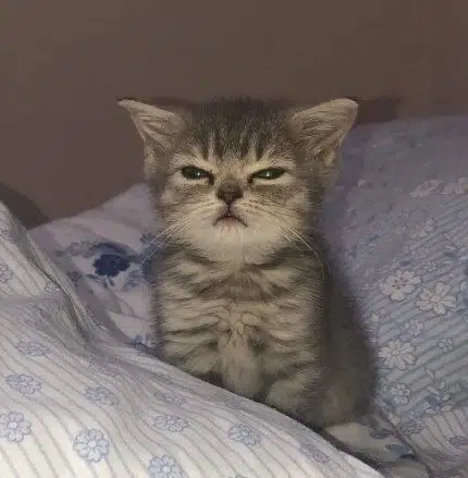 eepy