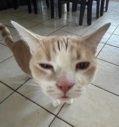 PEGAS