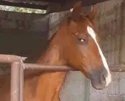 STABLE