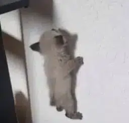 wallcat