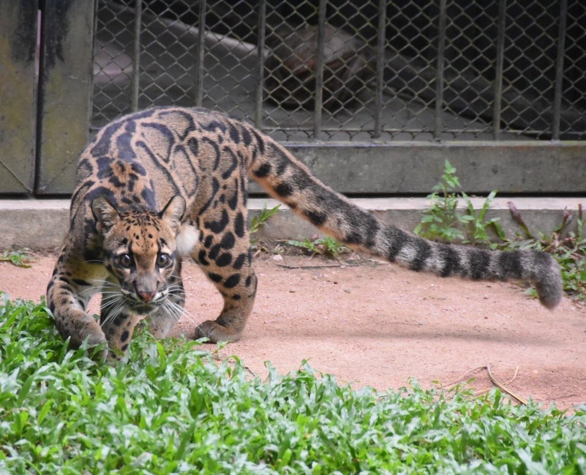 NongNueng