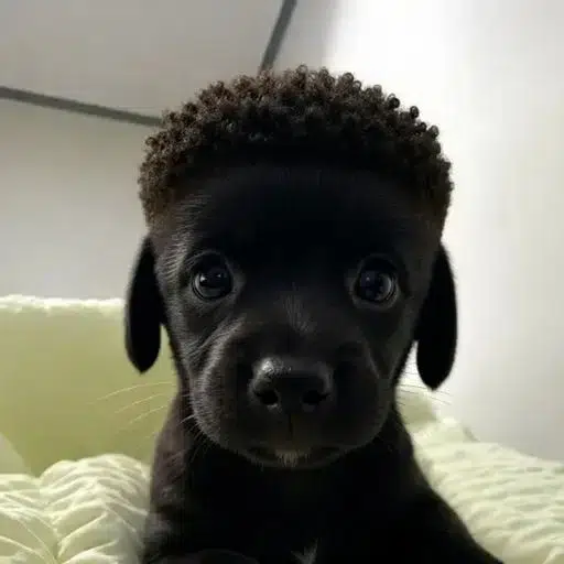 niggy