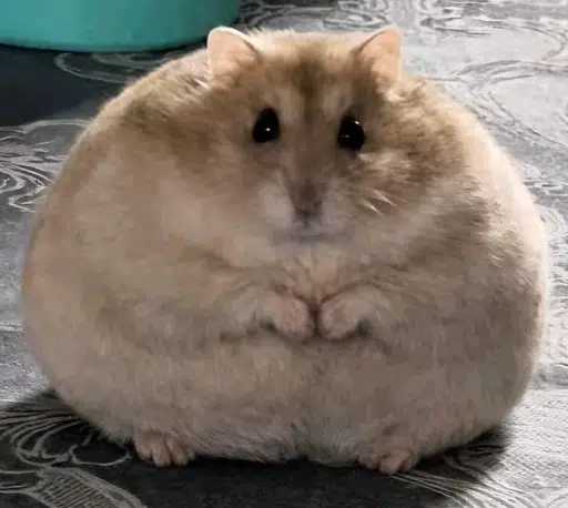 Chonk