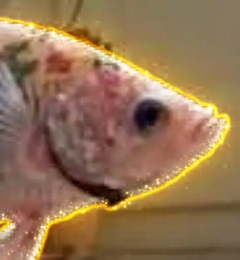 betta