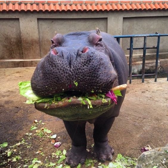 hungry