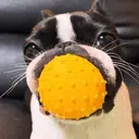 POPDOG