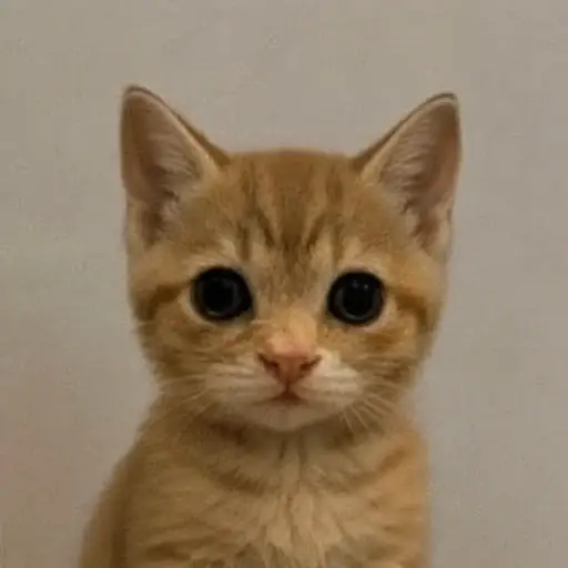kitten
