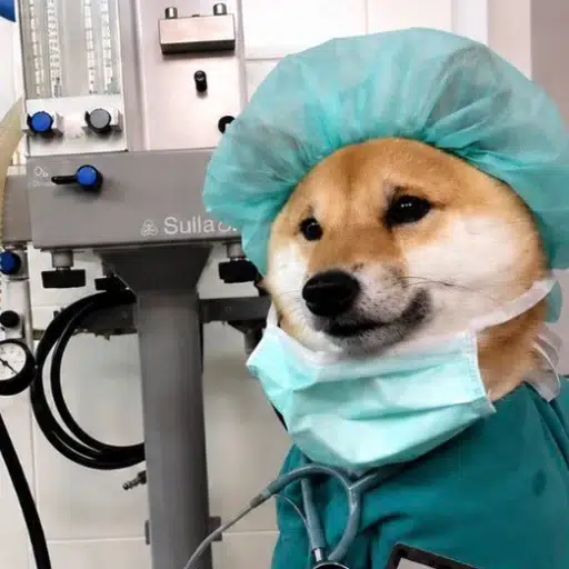 Doge