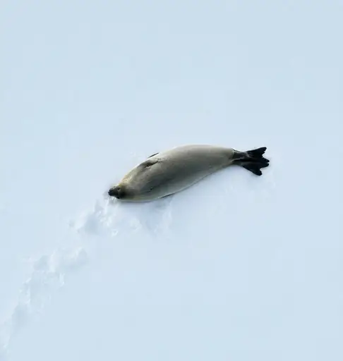 Seal