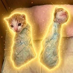 WCats
