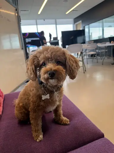 Bella