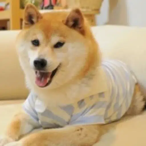 Kabo-chan