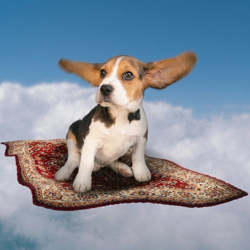 RUGDOG logo