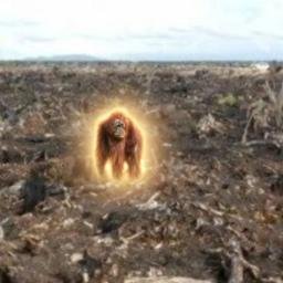Orangutan