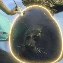 CHUDSEAL