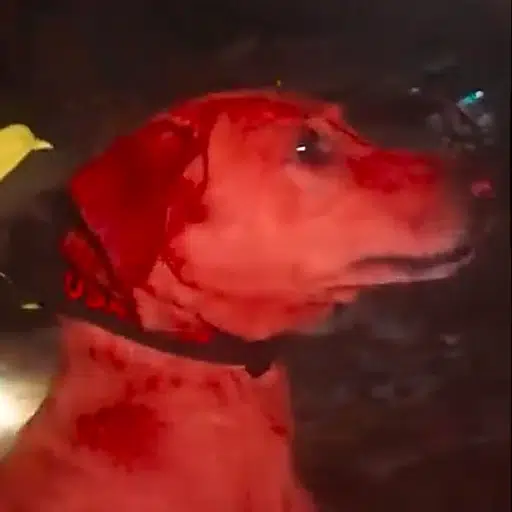 OSCAR