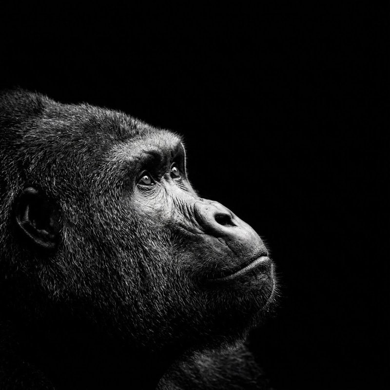 APE