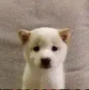 BOB