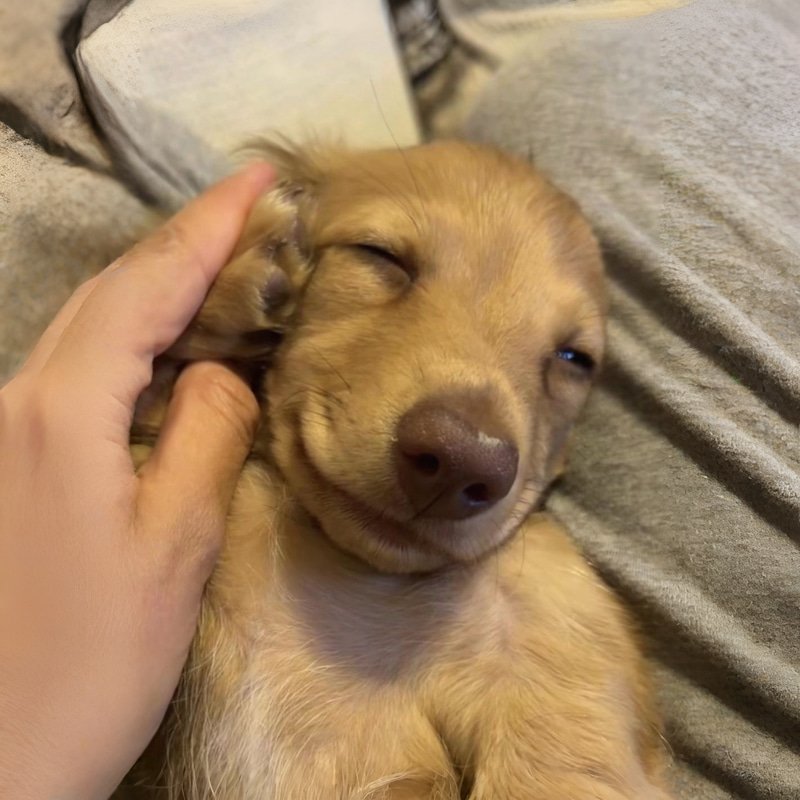 calldog