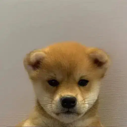 ‎ ‎ ‎