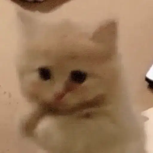 begcat