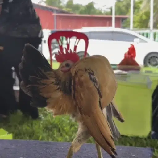 CockRambo