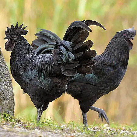 BLACKCOCK