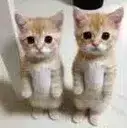 twin