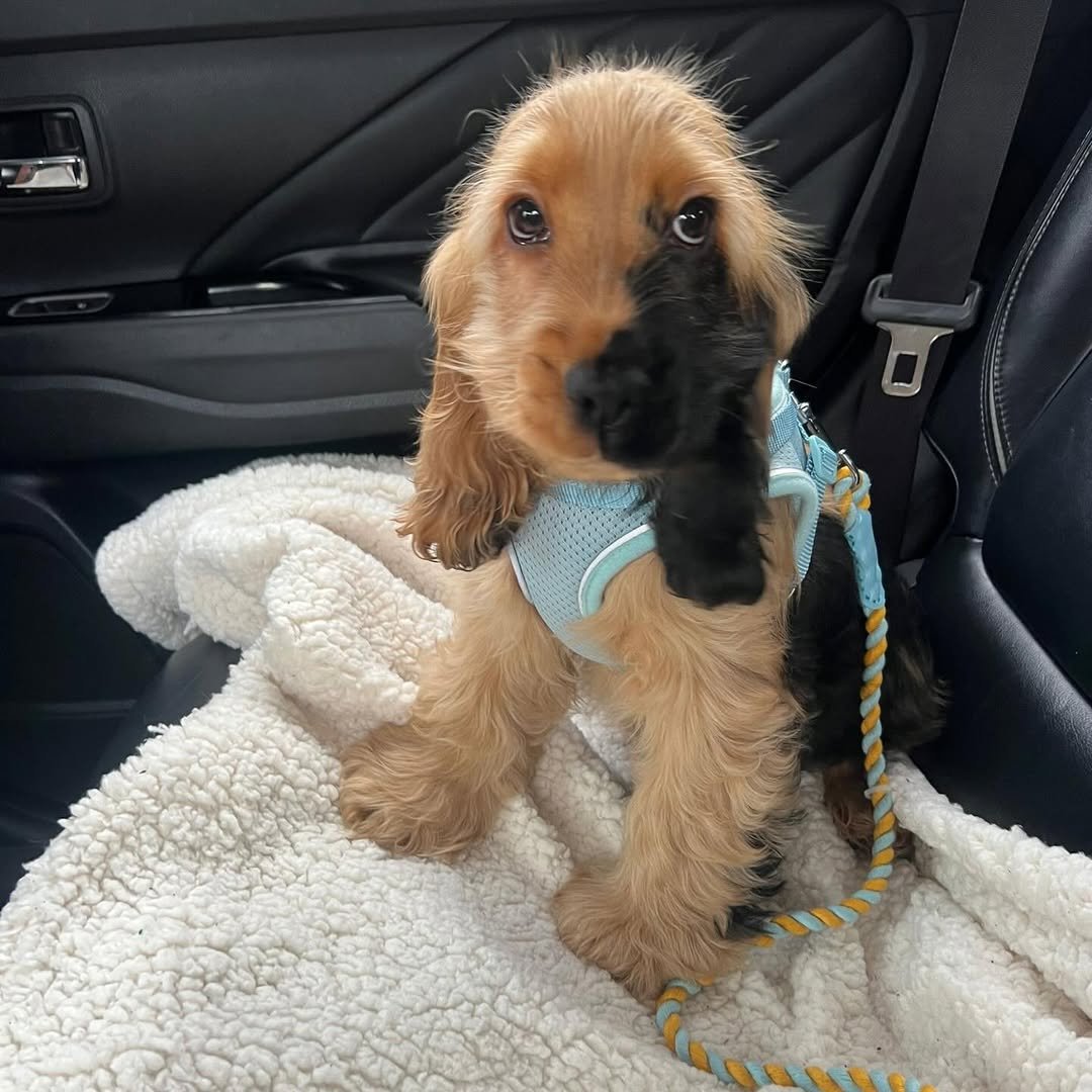 RALPHIE