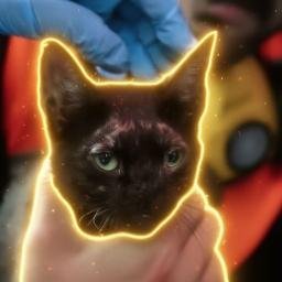 El Gato