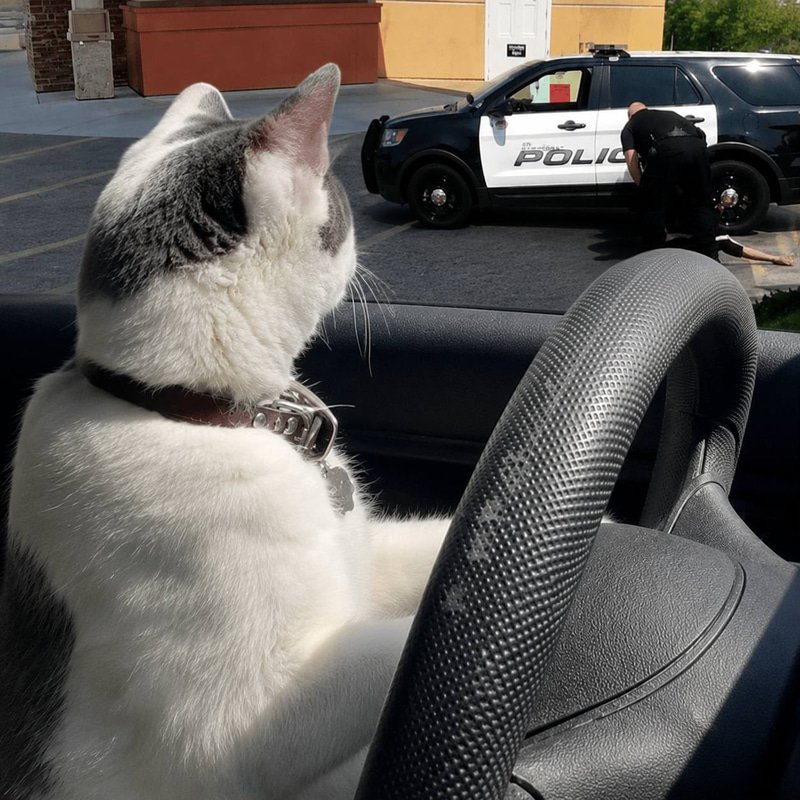Drivingcat
