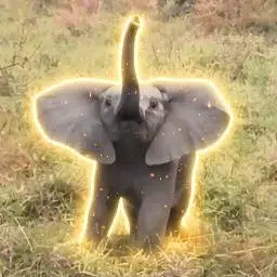 Ngala